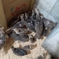 جوجه بوقلمون