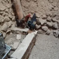 فروشی خروس ومرغ محلی