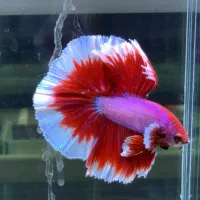 فایترباز (مرجع اصلی ماهی فایتر)تک و عمده