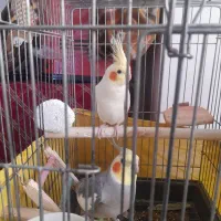 یک جفت عروس هلندی مولد