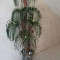 گل نخل بسیار زیبا ومرتب ویک عددمیز ال ای دی