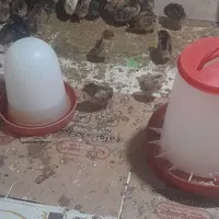 فروش جوجه محلی کرچ شو