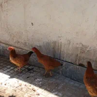 مرغ3تومن