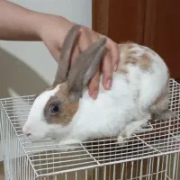 خرگوش باهوش