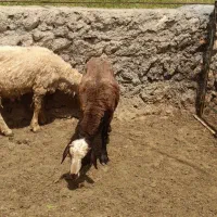 بره قوچ سنجابی