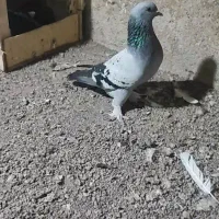ترکیه ماده