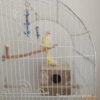 طوطی برزیلی ملوس