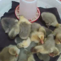 جوجه غاز محلی