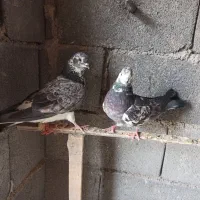 کبوتر ماده