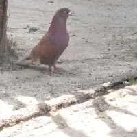 کبوتر
