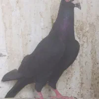 ریس سبز|پرنده|زاهدان, |دیوار