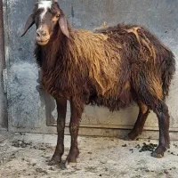 شیشک ماده اصل افشار مناسب برای نگهداری قیمت 27م