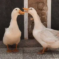 پرندگان زیبا جوان