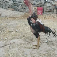 خروس لاری اصل