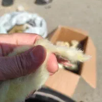 جوجه محلی زیبا ۲روزه