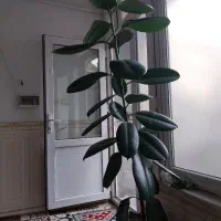 گل خانگی