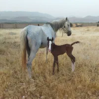 مادیون ترکی خالص با کره نر شجره دار