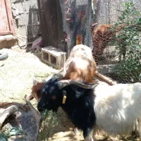 گوسفند نر