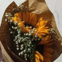 گل آفتاب گردان سالم