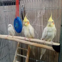 یک جوفت و یک عدد مرغ عشق