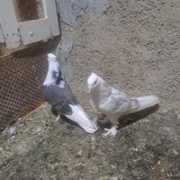 هما سرور کاکل چکمه