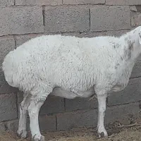 ۱۵ میش جوان چاق عربی سفید برفی هرراس ۳۳