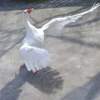 غاز نر و ماده