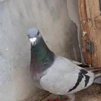 پلاکی|پرنده|ساوه, |دیوار