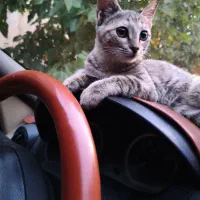 واگذاری دو تا گربه