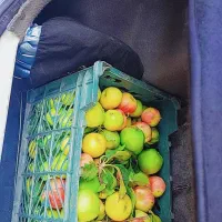 میوه