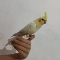 عروس هلندی
