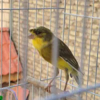 قناری سبز کاکلی خوشتیپ بخون