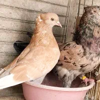 کفتر۵ جفت نرو ماده اصیل عطیقه