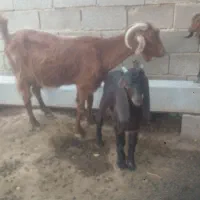 بز داشتی