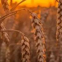 کود شیمیایی رازی 8عدد شادگان