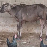 گوساله گاومیش نر وماده