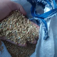 گندم آبی