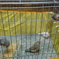 فنچ|پرنده|ورامین, جعفر آباد اخوان|دیوار