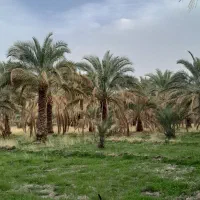 خرما