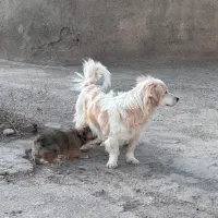 ماده اشپیتز ب همراه دوتا توله هاش