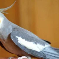 عروس هلندی گم شده