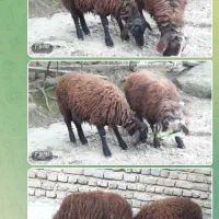 ۲عدد بره نرو ماده