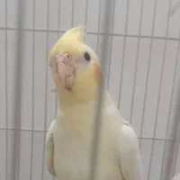 عروس هلندی نر