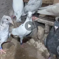 جوجه و کفتر درست