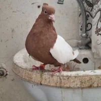 ماده سینه ای پرتقالی و جفت کله سیاه