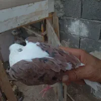 کبوتر پشت دار معاوضه با طوقی ماده