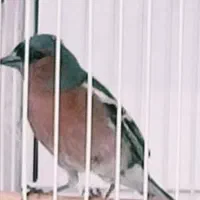 پرنده اصل ی جنگل و خاص