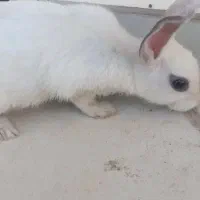 بچه خرگوش ماده