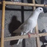 کبوتر پرشی نرو ماده