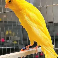 پر نده سرای فسا